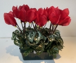 Cyclamen