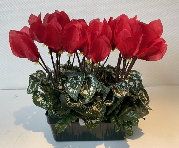 Cyclamen